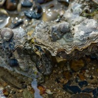 Pacific Oyster